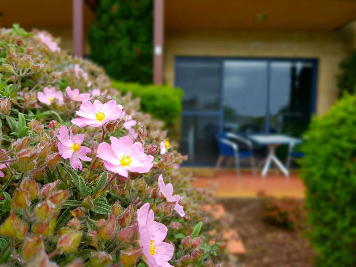 Seaview Motel & Apartments Apollo Bay Buitenkant foto